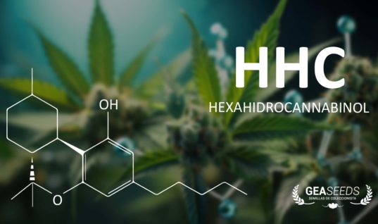 HHC - Fórmula química dibujada sobre una planta de cannabis