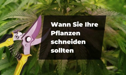 Wann Sie Ihr Pflanzen schneiden sollten