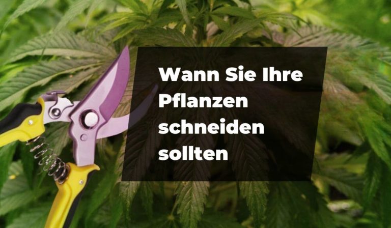 Wann Sie Ihr Pflanzen schneiden sollten