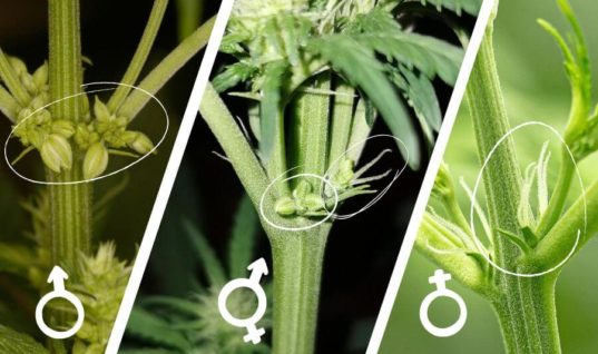 Diferencias entre marihuana macho, hermafrodita y hembra