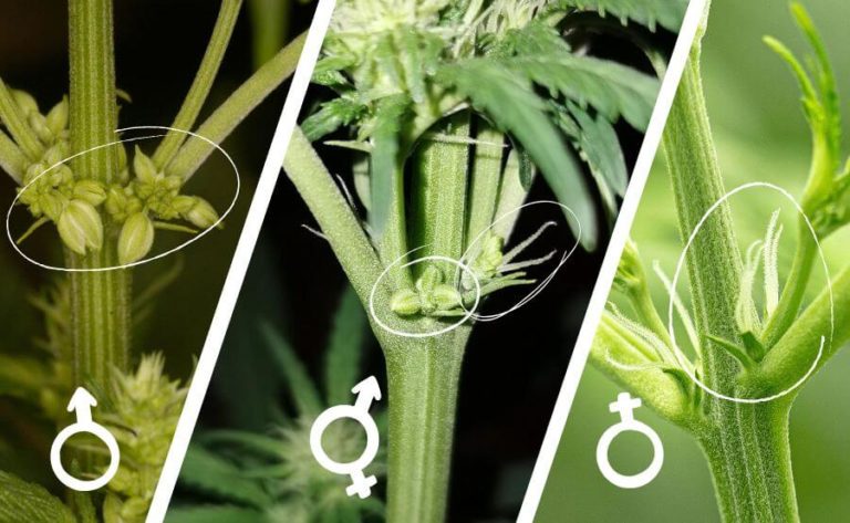 Diferencias entre marihuana macho, hermafrodita y hembra