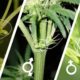 Diferencias entre marihuana macho, hermafrodita y hembra