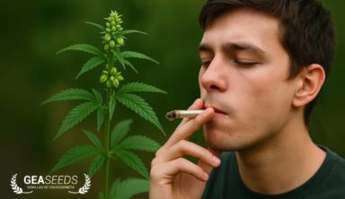 Persona fumando delante de una planta macho de cannabis
