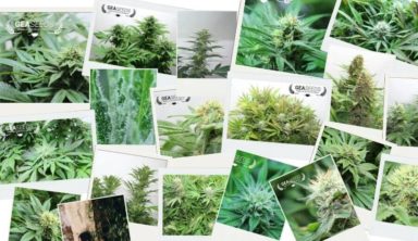 Varias fotografías de plantas de marihuana
