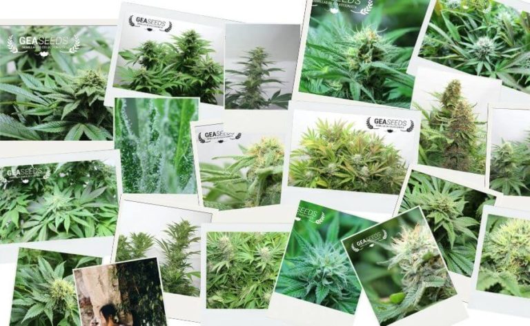 Varias fotografías de plantas de marihuana