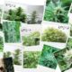 Varias fotografías de plantas de marihuana