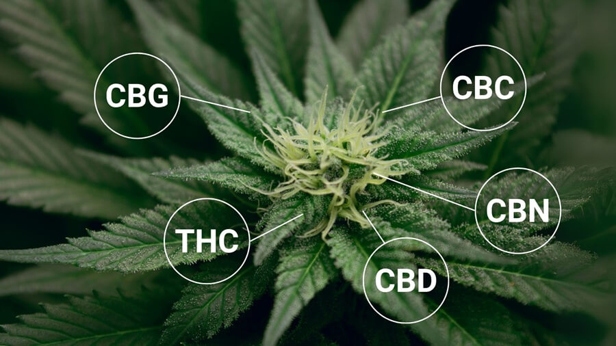 Foto de un cogollo de marihuana con las nomenclaturas de los diferentes tipos de cannabinoides más conocidos