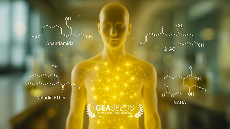 Sistema cannabinoide del cuerpo humano
