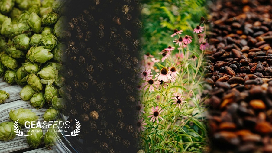 Collage con diferentes plantas que tienen cannabinoides