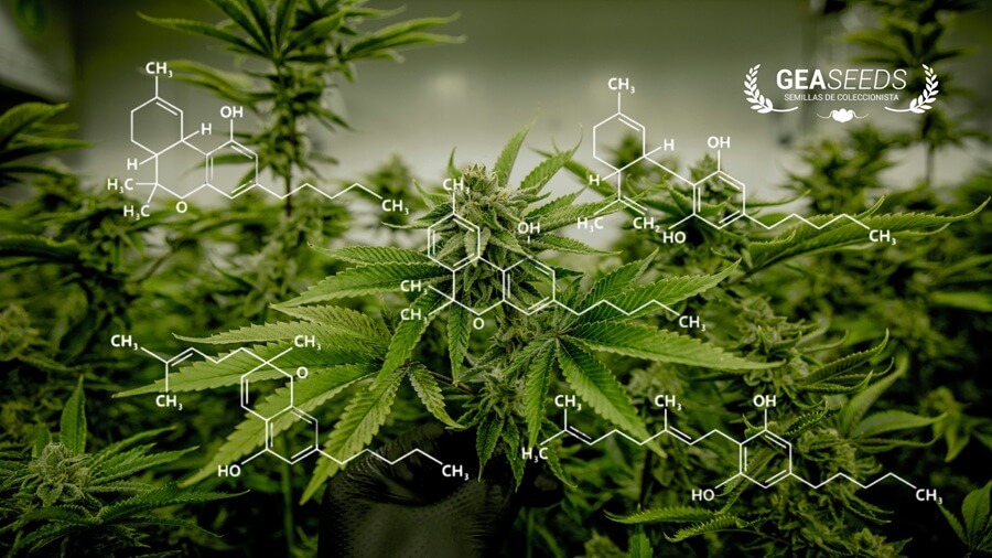 Cultivo de marihuana con los nombres de diferentes fitocannabinoides escritos por encima
