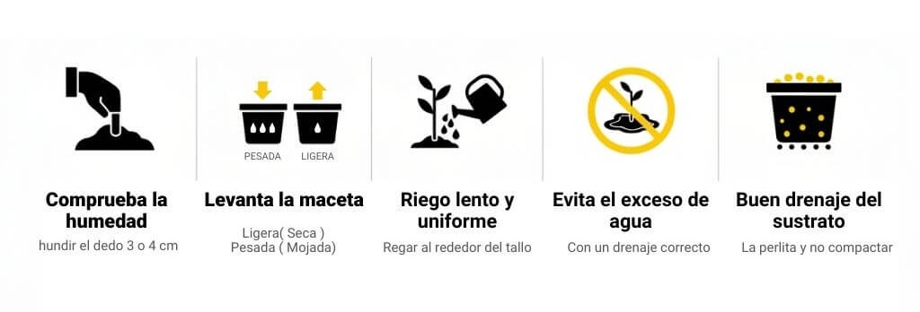 Pasos con testo e iconos de cómo regar una planta de marihuana