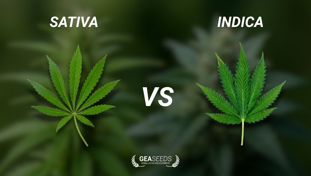 Unterschiede in den Blättern von Indica- und Sativa-Marihuana