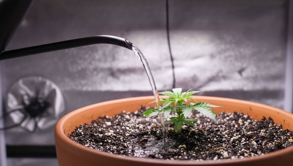 Regando una plántula pequeña de cannabis