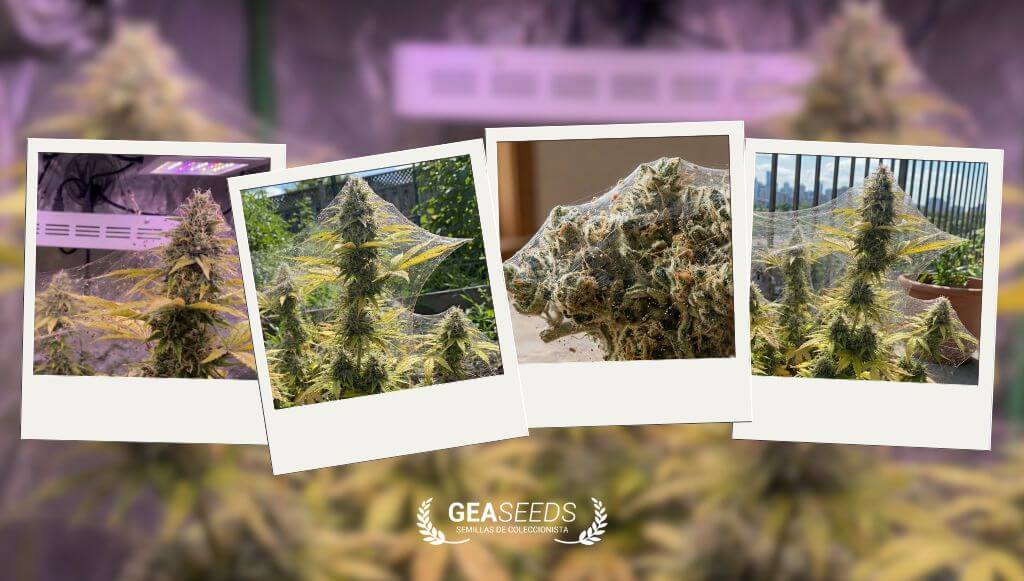 Diferentes fotos con plantas en floración y cogollos llenos de araña roja