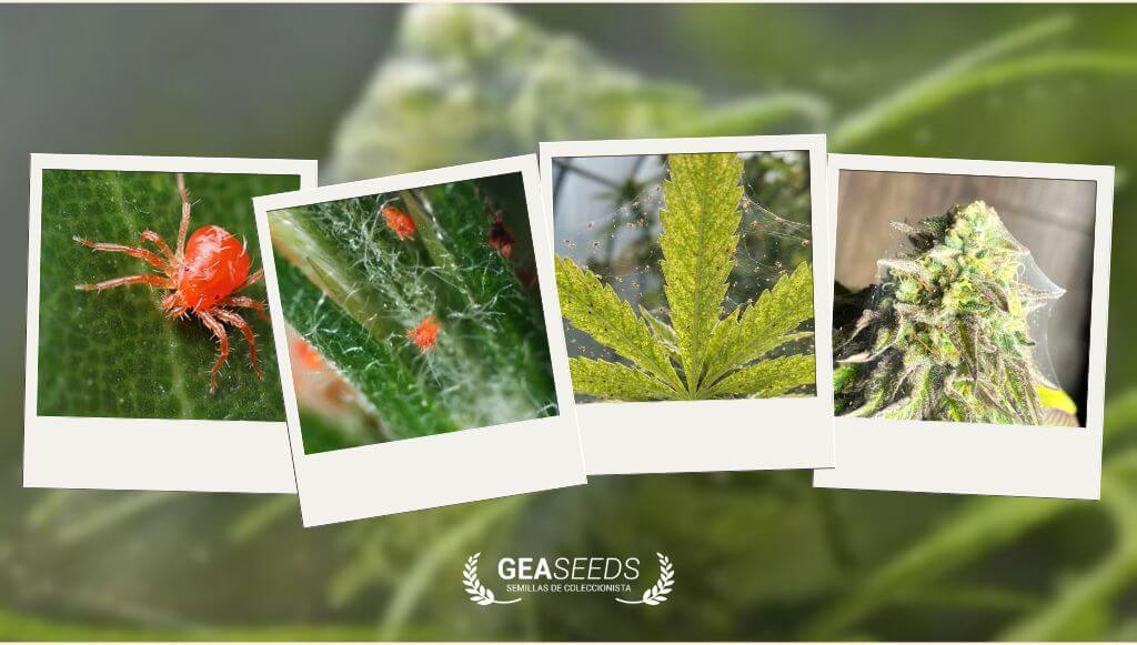 Collage de fotos con plantas de marihuana afectadas por araña roja
