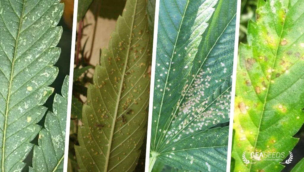 Hojas de cannabis infestadas de pulgones