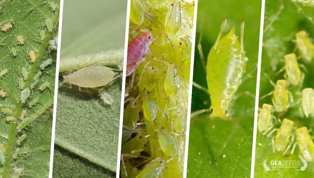 Collage con diferentes fotos del pulgón