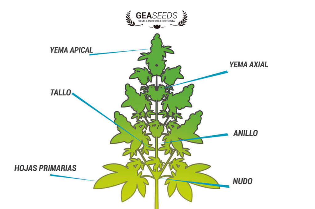 Dibujo de una planta de marihuana con las partes de su anatomía señaladas