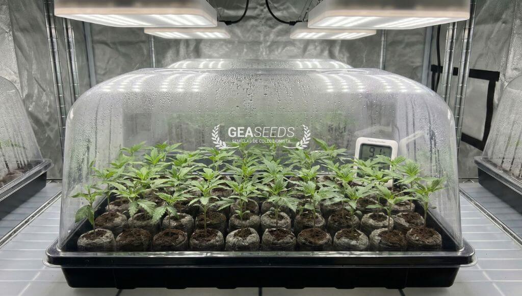 Esquejes de marihuana en un interior dentro de un invernadero
