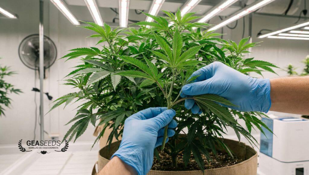 Cultivador seleccionando las mejores ramas de una planta de marihuana para hacer esquejes