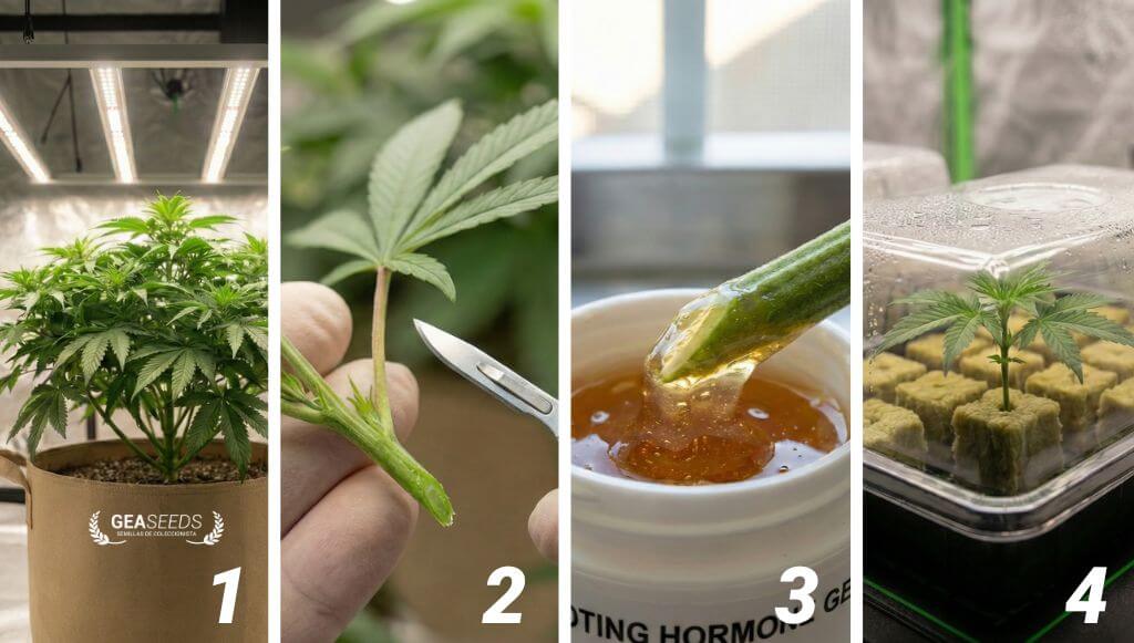 Collage con los pasos para hacer un esqueje de marihuana
