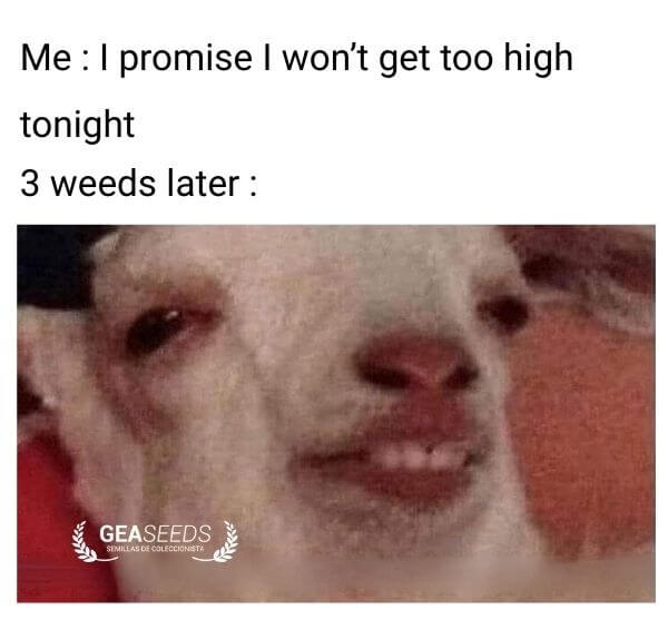 Funny weed meme about getting too high after saying you would not