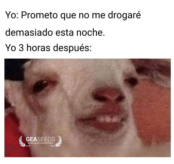 Cabra con cara de fumada por marihuana