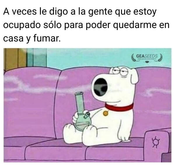 Perro Padre de Familia fumando de un Bong