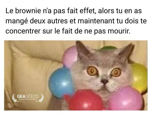 Mème drôle d’un chat surpris après avoir mangé plusieurs brownies au cannabis