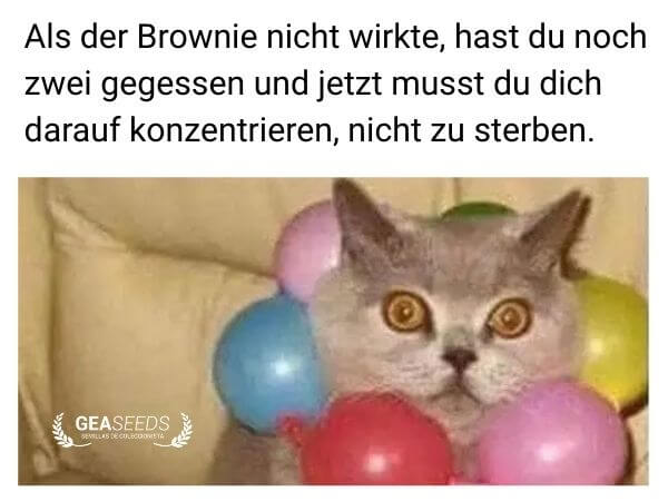 Lustiges Meme mit einer überraschten Katze nach zu vielen Cannabis-Brownies