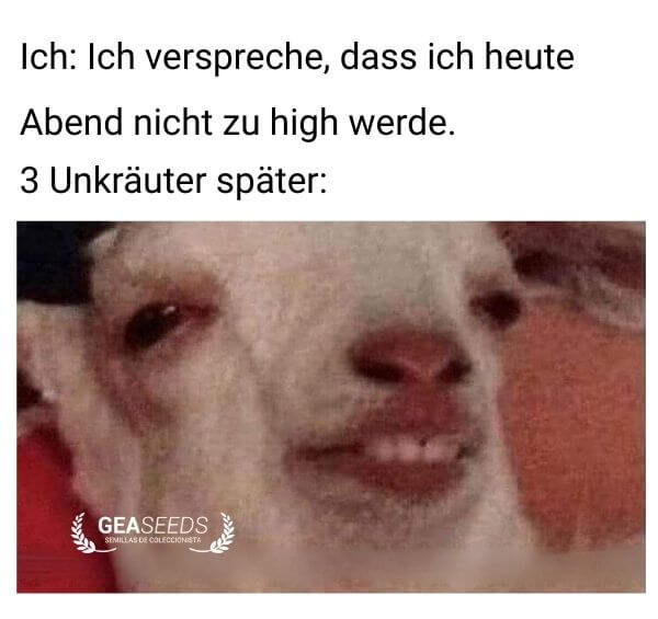 Lustiges Meme mit einem Hund nach dem Rauchen von zu viel Gras