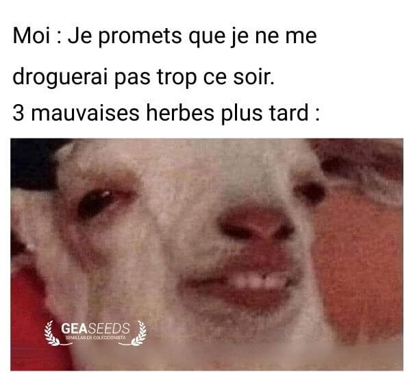 Mème drôle d’un chien complètement défoncé après avoir promis de ne pas trop fumer