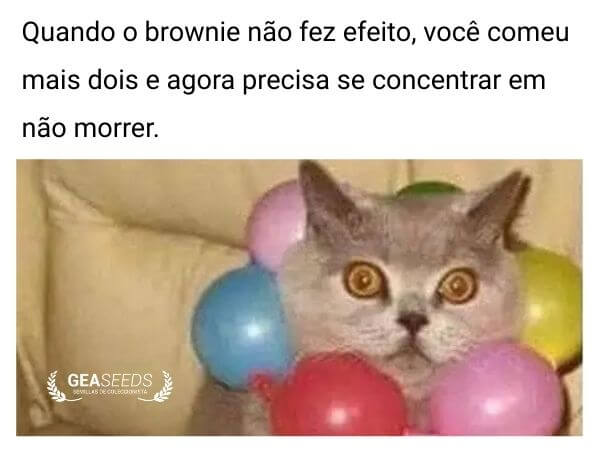 Meme engraçado de maconha sobre comer muitos brownies de cannabis