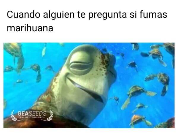 Tortuga fumada con texto meme cannábico