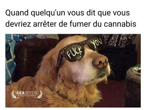 Mème drôle d’un chien avec des lunettes « Fuck You » quand quelqu’un dit d’arrêter de fumer du cannabis