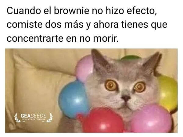 Gato con globos y ojos asustados