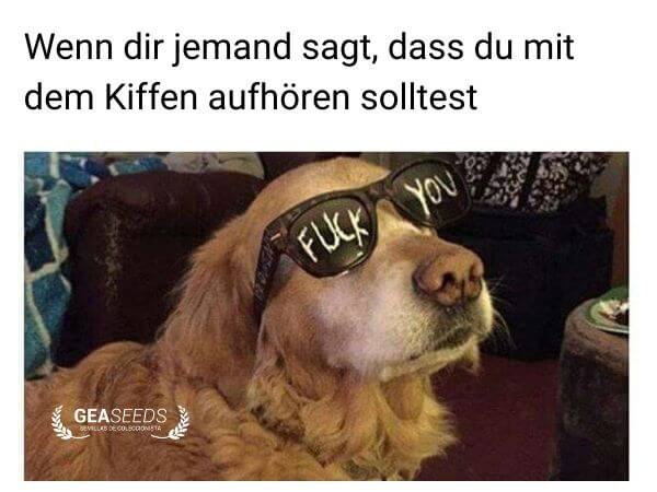 Lustiges Meme mit einem Hund mit „Fuck You“-Brille, wenn jemand sagt man soll mit Kiffen aufhören