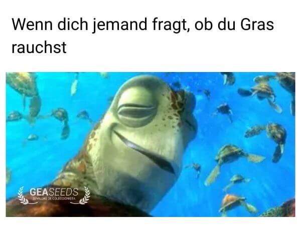 Lustiges Meme mit einer entspannten Schildkröte, wenn jemand fragt ob man Gras raucht