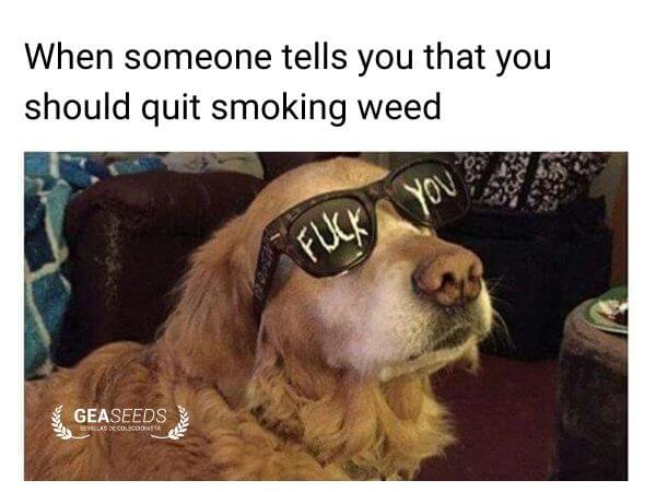 Funny weed meme about someone telling you to quit smoking weed
