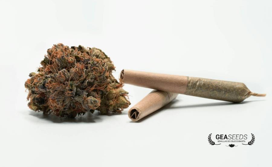 Hemp flower next to smokable formats related to THC