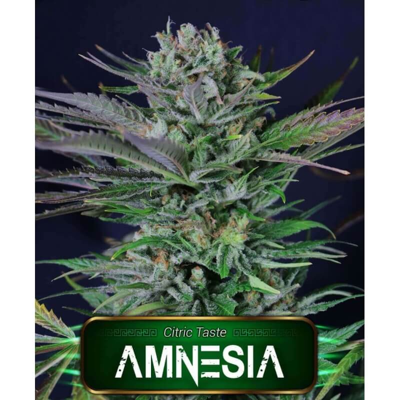 amnesia-geaseeds