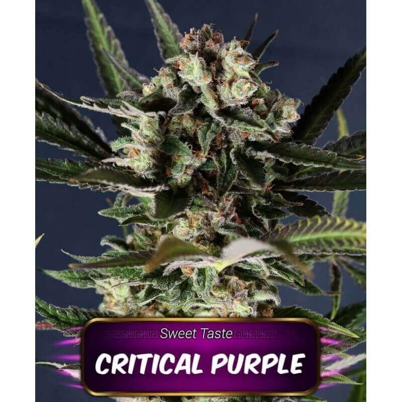 critical-purple-geaseeds