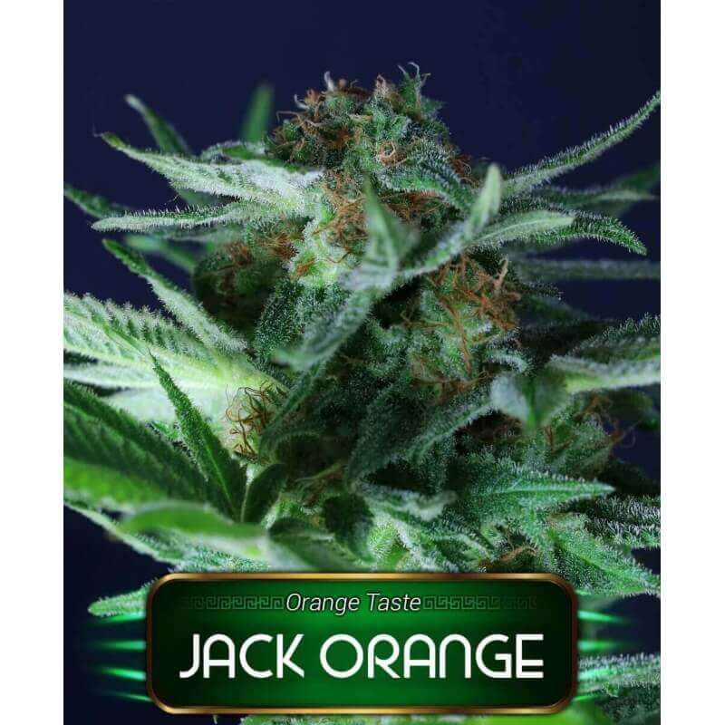 jack-orange-geaseeds
