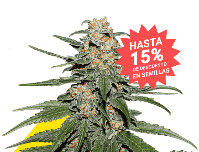 Caramellate Gea Seeds