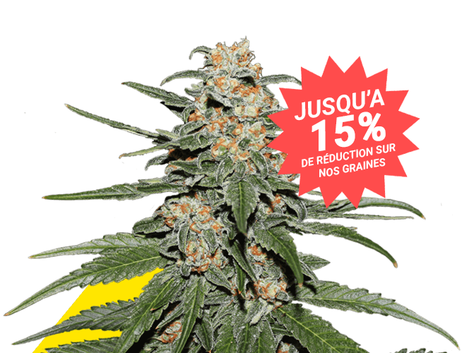 Caramellate Gea Seeds