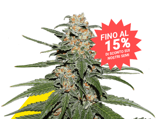 Caramellate Gea Seeds