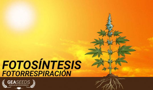 Fotosíntesis en la marihuana