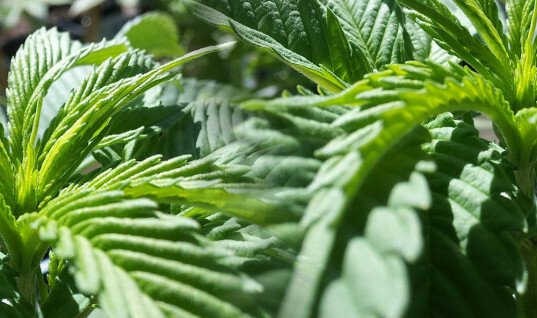 Tutorial cultivo en exterior marihuana 