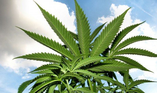 Mejores variedades de cannabis