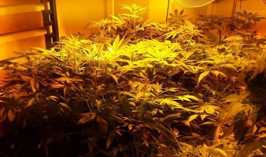 Como montar un cultivo interior de marihuana
